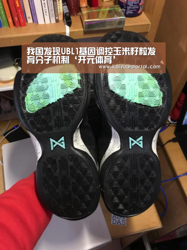 我国发现UBL1基因调控玉米籽粒发育分子机制‘开元体育’(图2) 开元棋牌