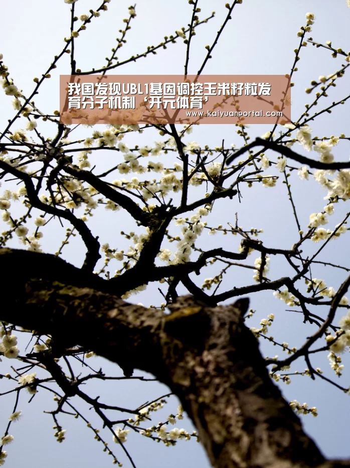 我国发现UBL1基因调控玉米籽粒发育分子机制‘开元体育’(图4) 开元棋牌